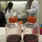 Hem z hemoglobiny może hamować rozpuszczanie skrzepów krwi